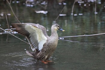 Eastern Spot-billed Duck 大町自然観察園 Sat, 4/13/2024