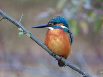 カワセミ こども自然公園 (大池公園/横浜市) 2018年12月26日(水)