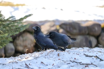 Large-billed Crow 中島公園 Sun, 4/7/2024