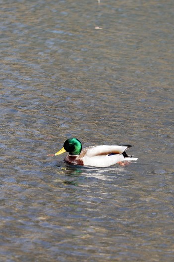 Mallard 中島公園 Sun, 4/7/2024