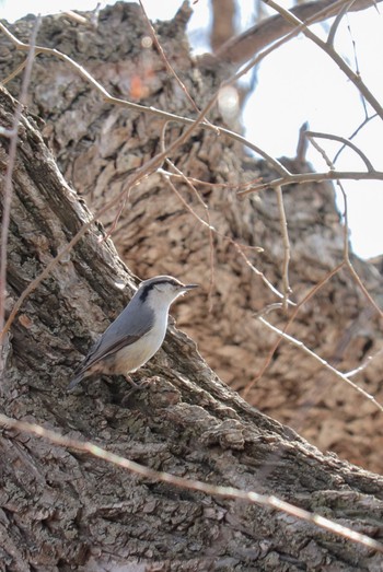 Eurasian Nuthatch(asiatica) 中島公園 Sun, 4/7/2024