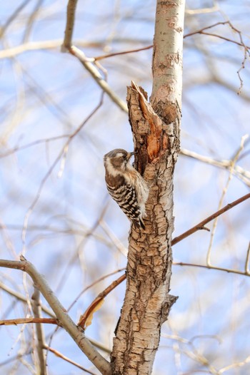 Japanese Pygmy Woodpecker 中島公園 Sun, 4/7/2024