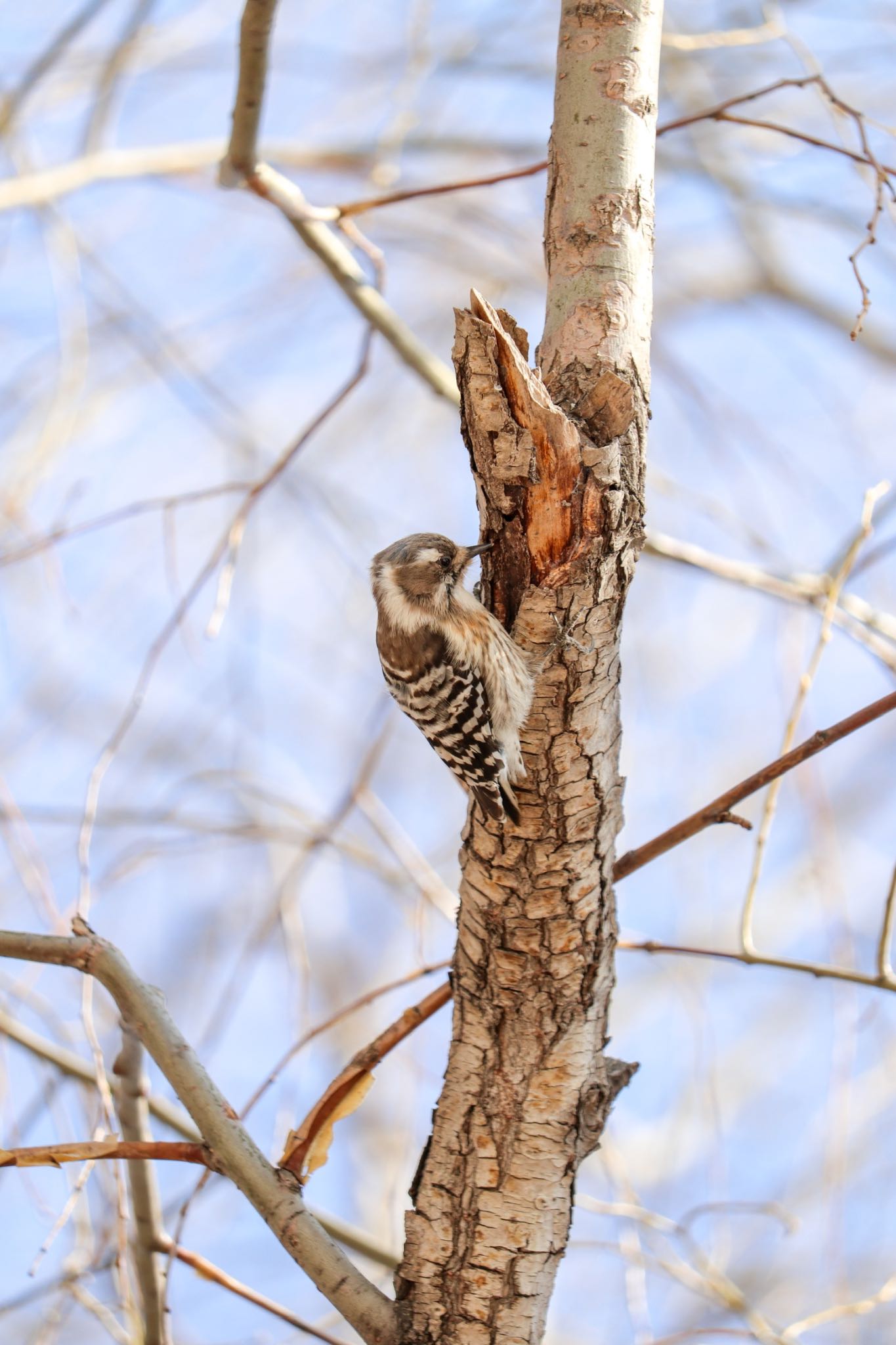 Photo of Japanese Pygmy Woodpecker at 中島公園 by お散歩記録