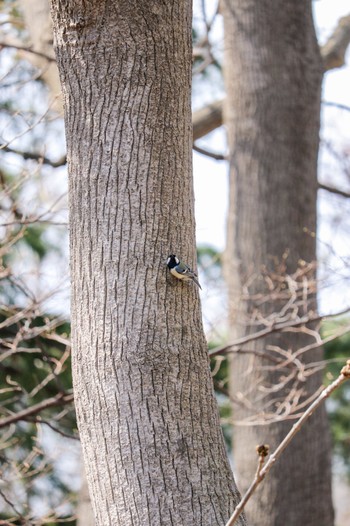 シジュウカラ 豊平公園(札幌市) 2024年4月13日(土)