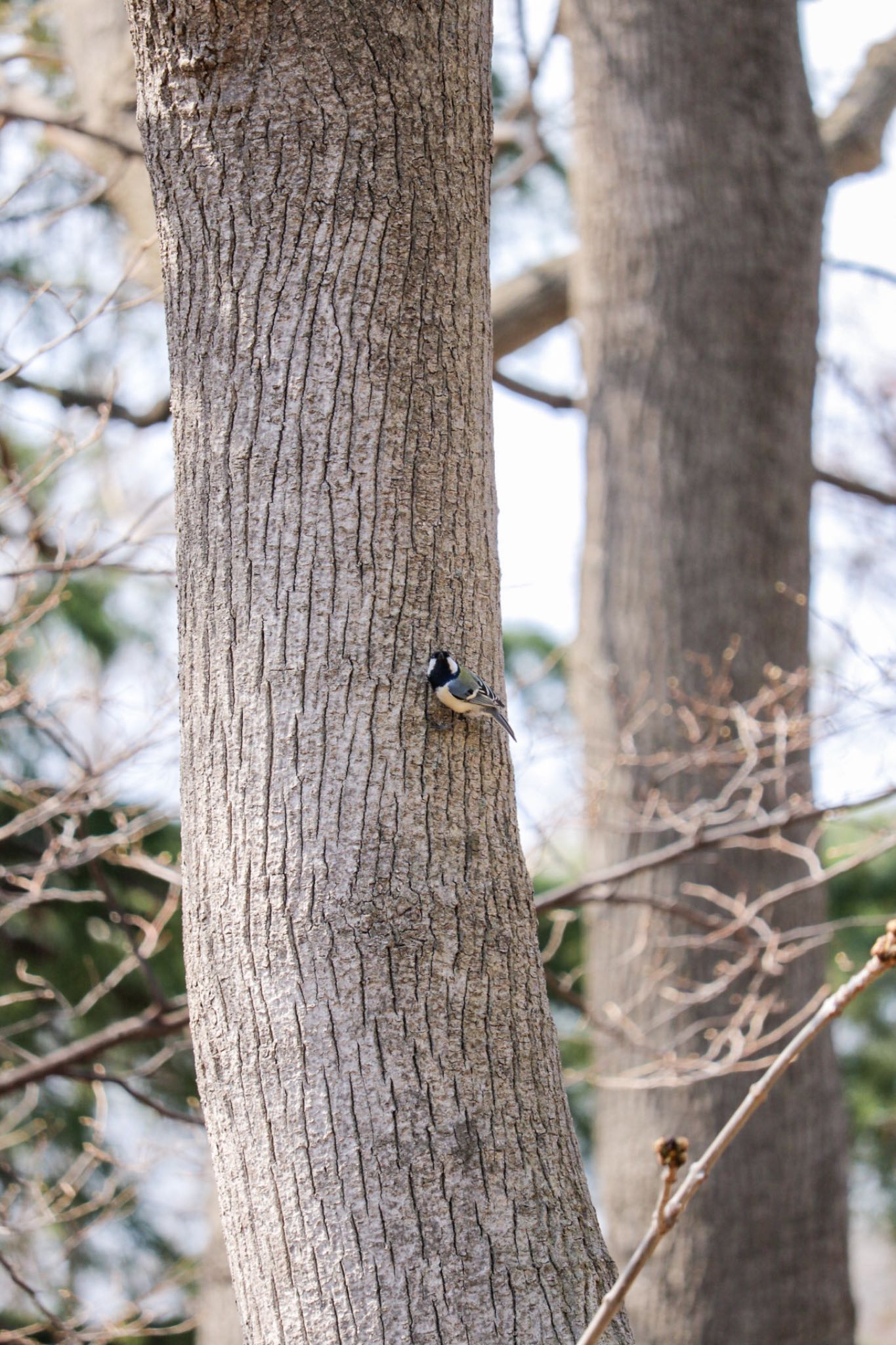 Photo of Japanese Tit at 豊平公園(札幌市) by お散歩記録