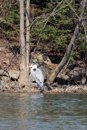 Grey Heron 中島公園 Sun, 4/7/2024