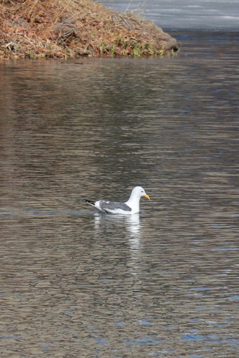 Slaty-backed Gull 中島公園 Sun, 4/7/2024