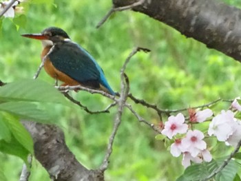 カワセミ 舞岡公園 2024年4月18日(木)