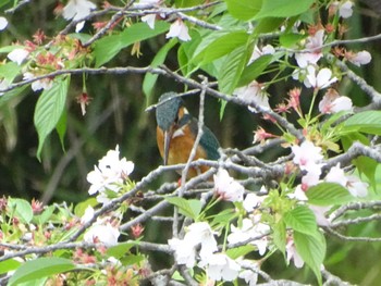 カワセミ 舞岡公園 2024年4月18日(木)