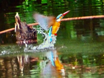 カワセミ 舞岡公園 2024年4月18日(木)