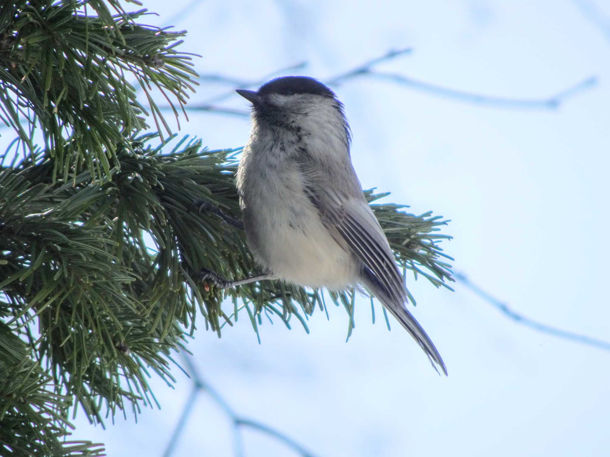 Photo of Willow Tit at 豊平公園(札幌市) by やまじゅーのん