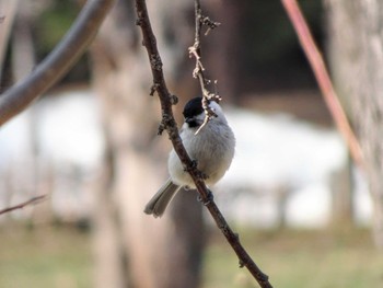 Marsh Tit Maruyama Park Sun, 4/14/2024