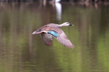 Eastern Spot-billed Duck 家の近所 Wed, 4/17/2024