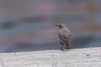 Blue Rock Thrush 浦賀港 Sat, 4/6/2024