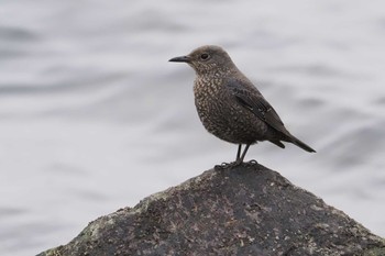 Blue Rock Thrush 浦賀港 Sat, 4/6/2024