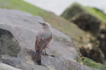 Blue Rock Thrush 浦賀港 Sat, 4/6/2024