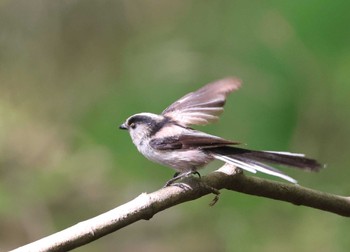 Long-tailed Tit 多摩地区 Sun, 4/14/2024