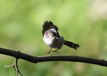 Long-tailed Tit 多摩地区 Sun, 4/14/2024