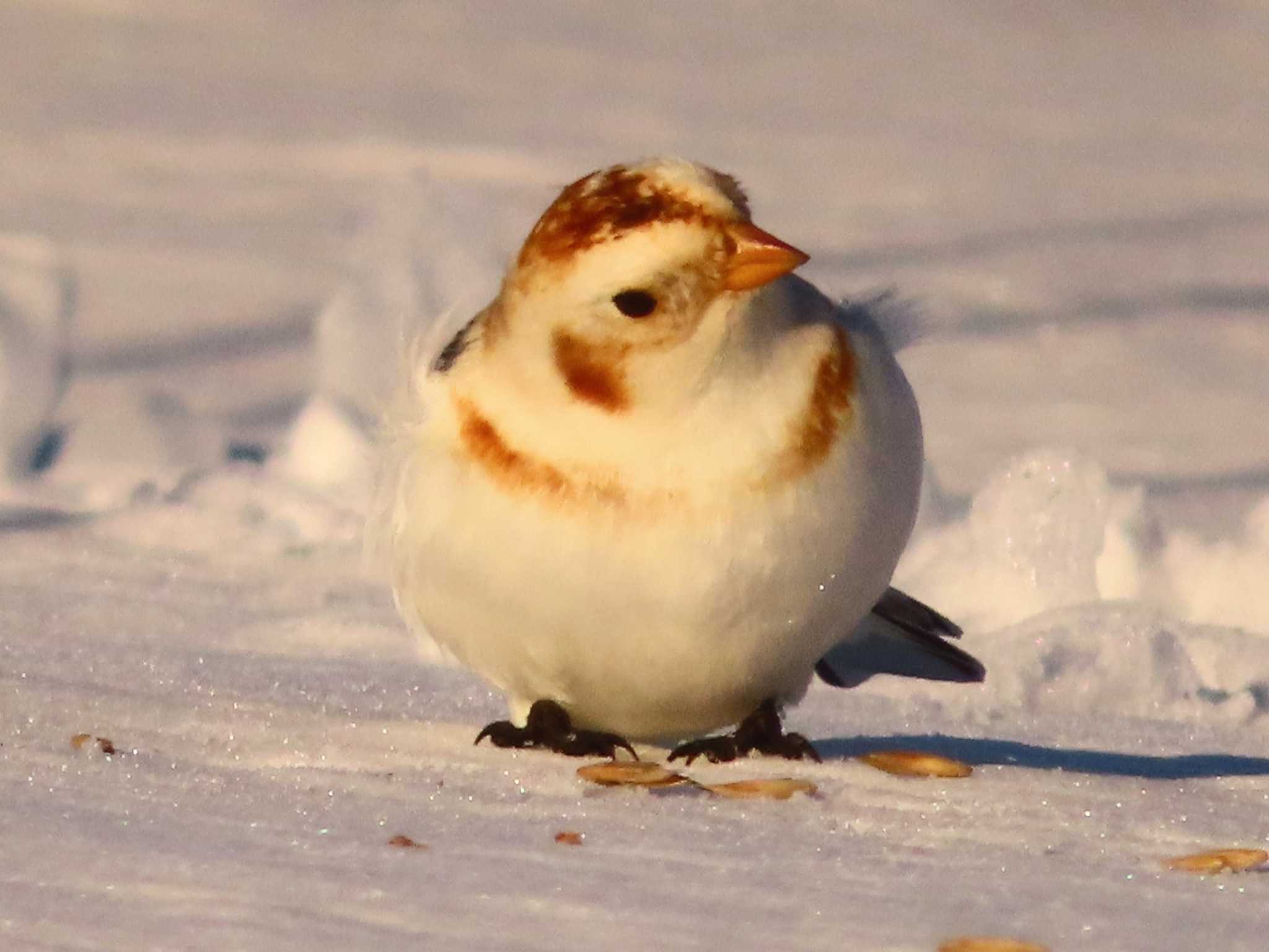 Photo of Snow Bunting at 鵡川河口 by ゆ