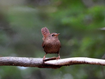 Eurasian Wren 北八ヶ岳 Thu, 4/18/2024