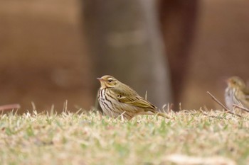 Olive-backed Pipit Hikarigaoka Park Sat, 3/23/2024