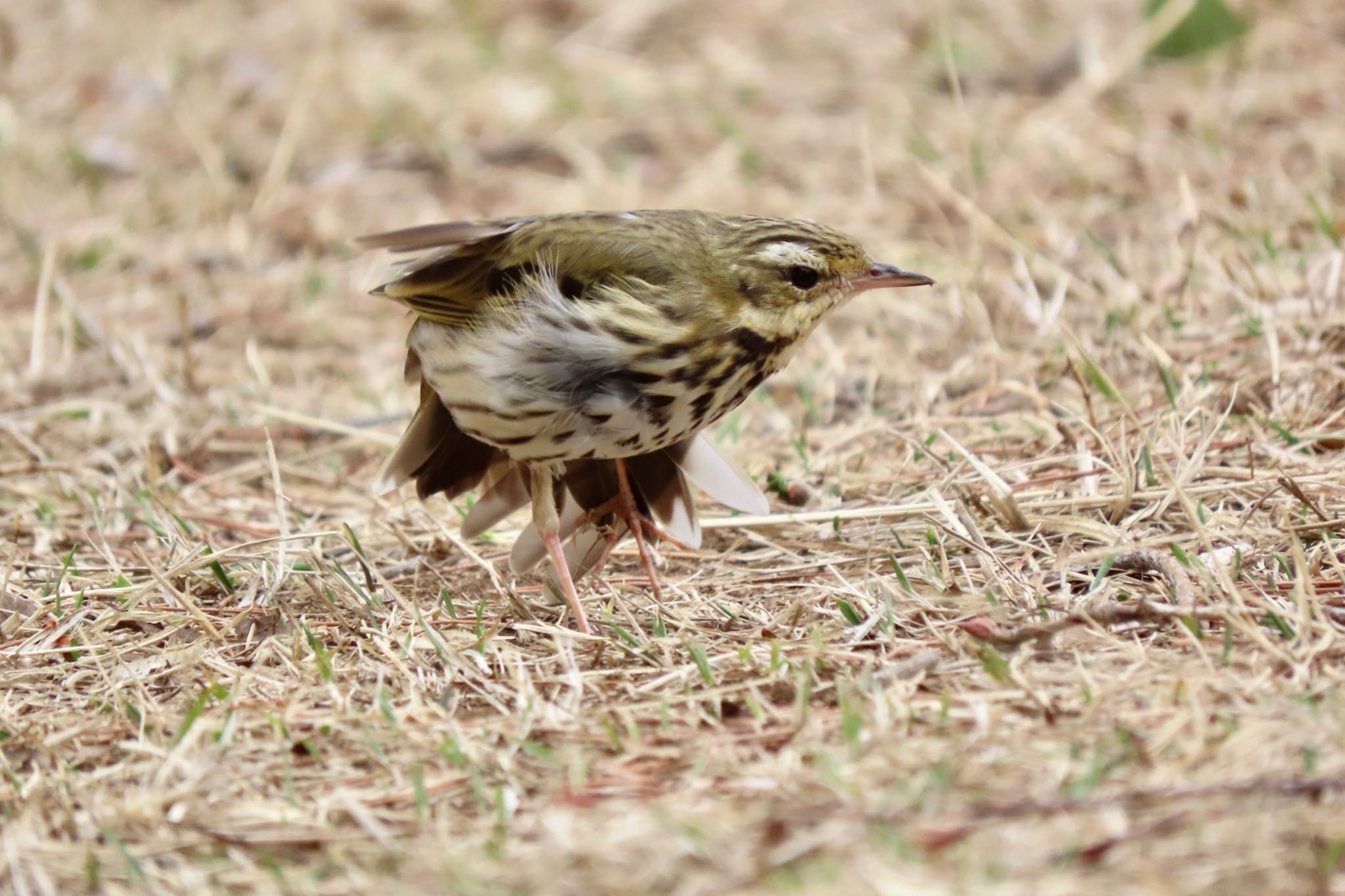 Olive-backed Pipit