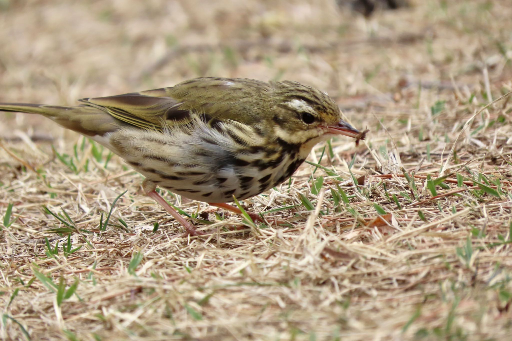 Olive-backed Pipit