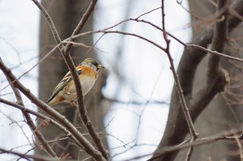 Brambling Hikarigaoka Park Sat, 3/23/2024