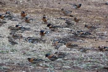 Brambling Hikarigaoka Park Sat, 3/23/2024