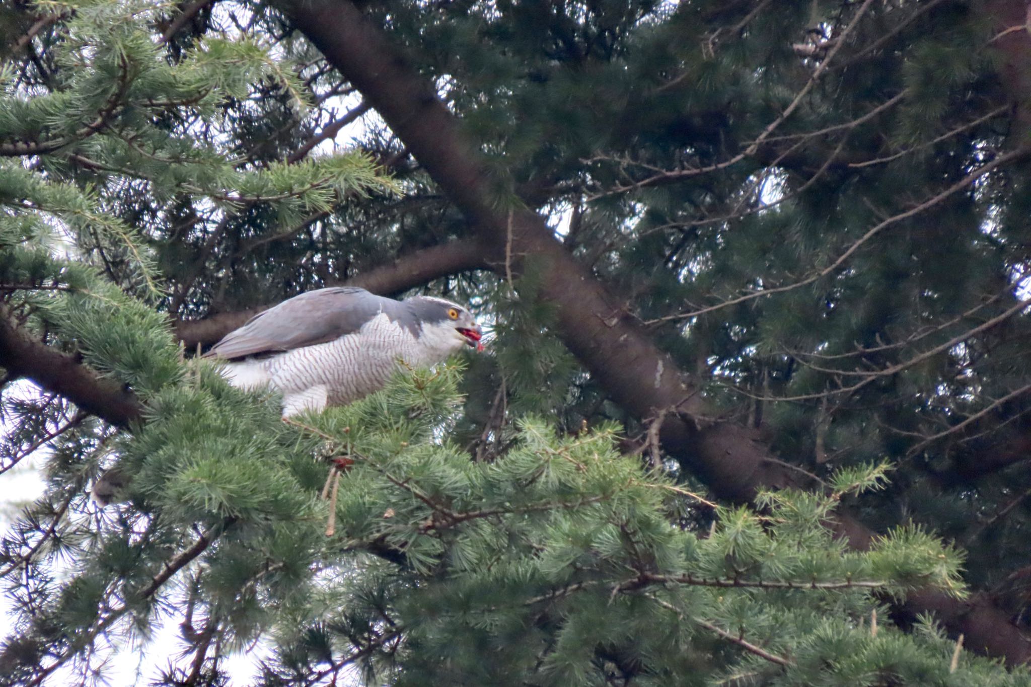 Eurasian Goshawk