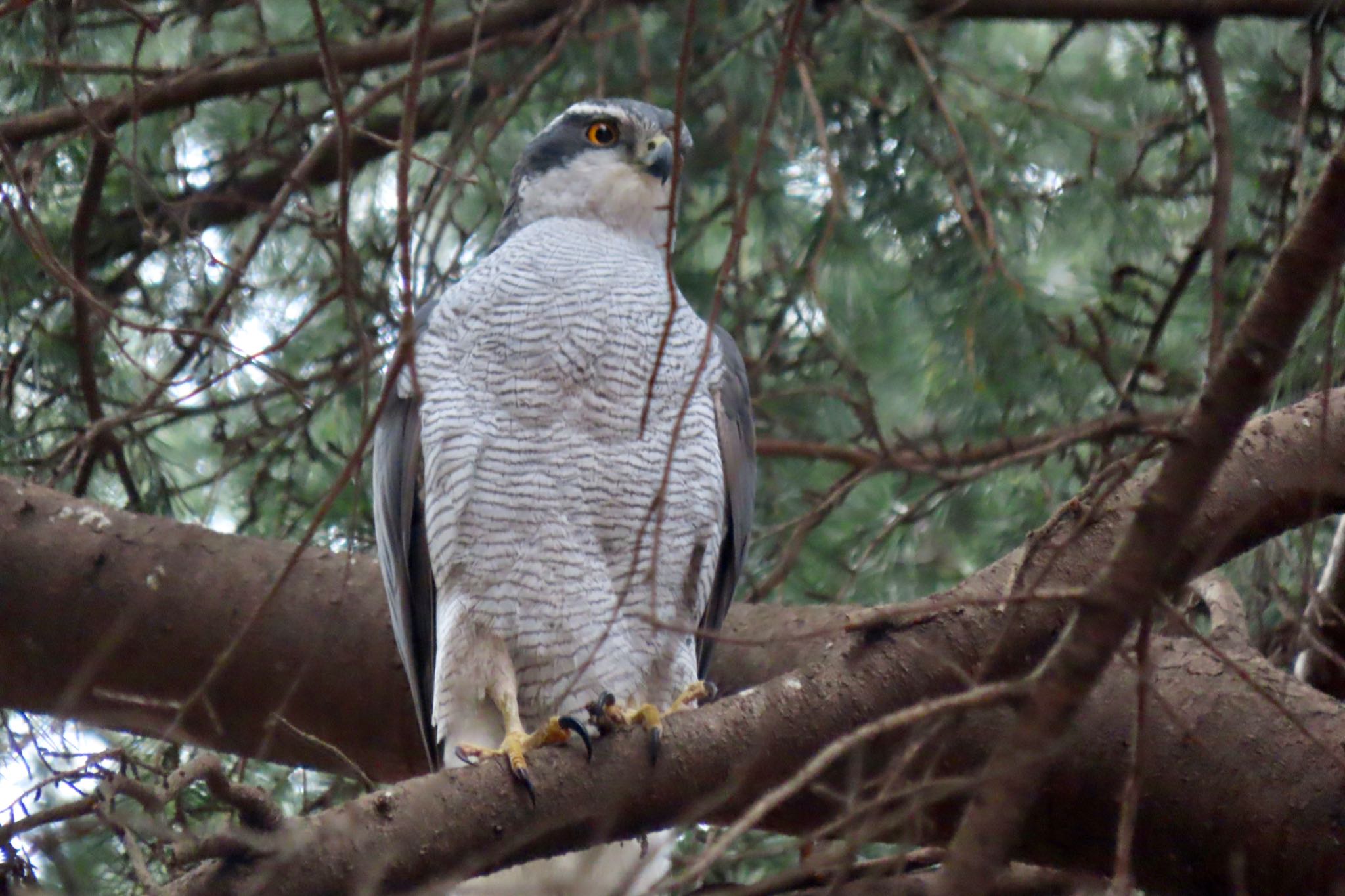 Eurasian Goshawk