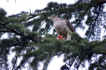 Eurasian Goshawk Hikarigaoka Park Sat, 3/23/2024