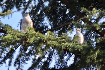 Eurasian Goshawk Hikarigaoka Park Sat, 3/23/2024