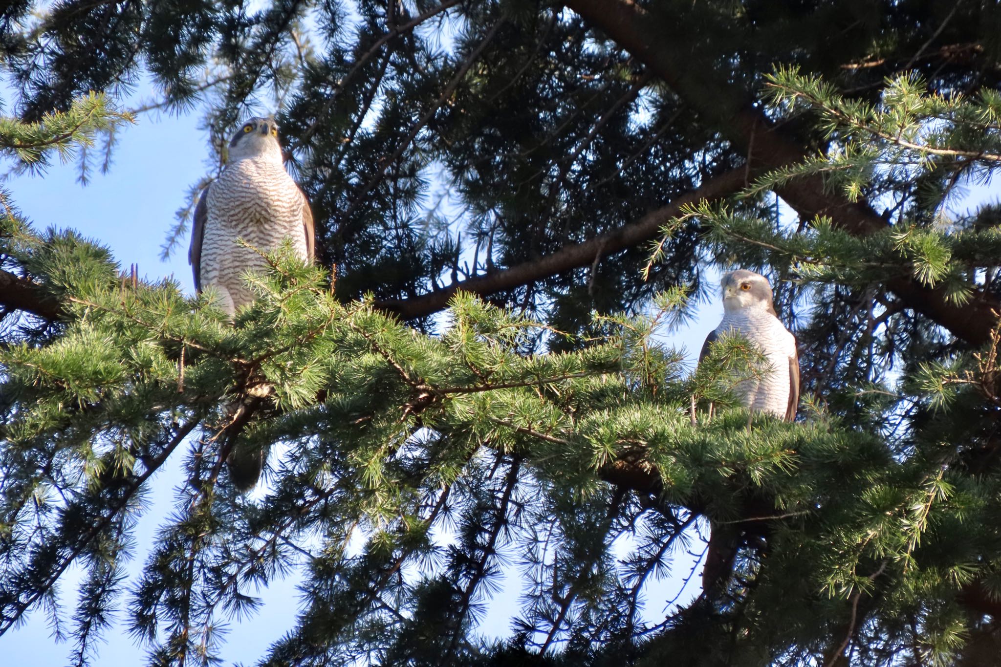 Eurasian Goshawk