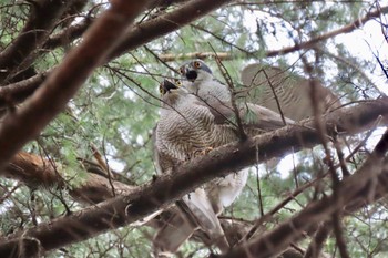 Eurasian Goshawk Hikarigaoka Park Sat, 3/23/2024