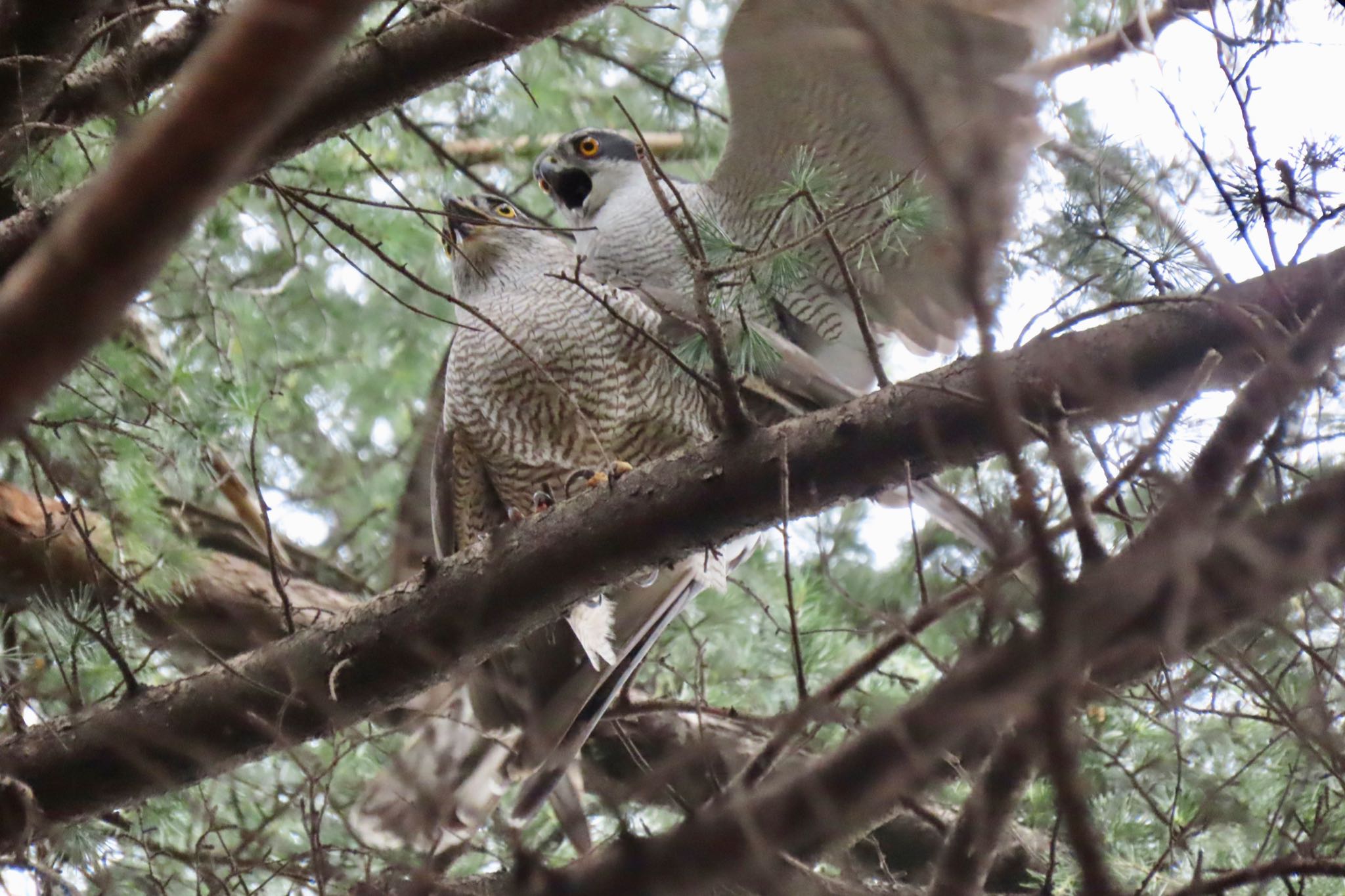 Untitled Photo by 中学生探鳥家