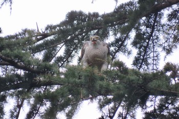 Eurasian Goshawk Hikarigaoka Park Sat, 3/23/2024