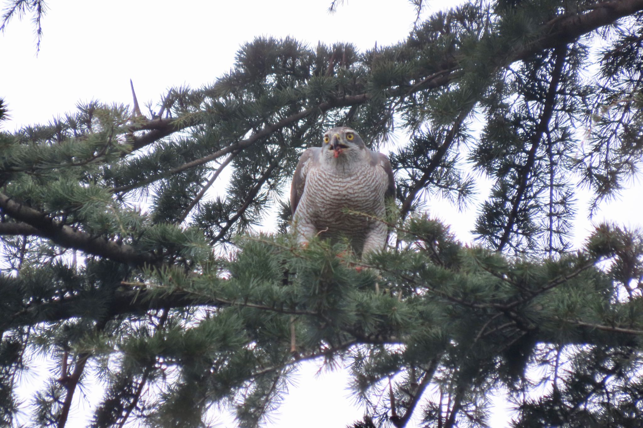 Eurasian Goshawk