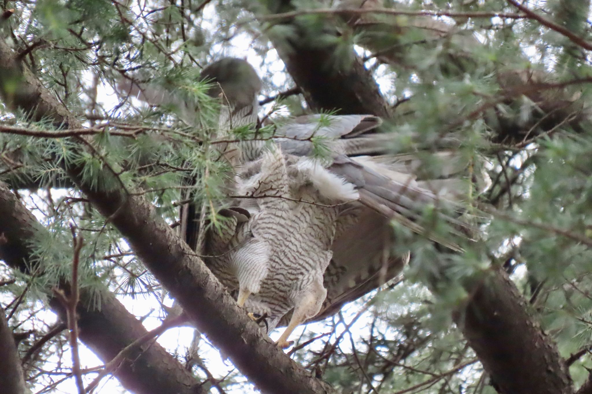 Eurasian Goshawk