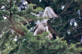 Eurasian Goshawk Hikarigaoka Park Sat, 3/23/2024