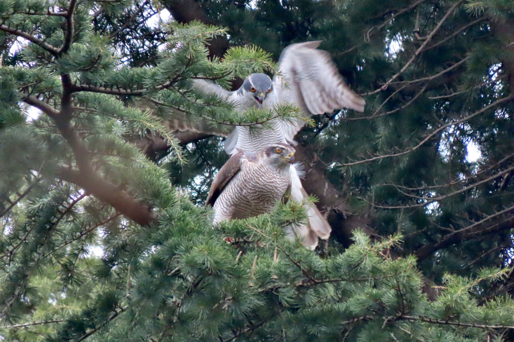 Eurasian Goshawk