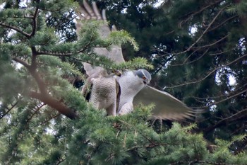 Eurasian Goshawk Hikarigaoka Park Sat, 3/23/2024