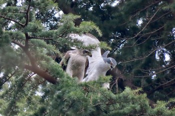 Eurasian Goshawk Hikarigaoka Park Sat, 3/23/2024