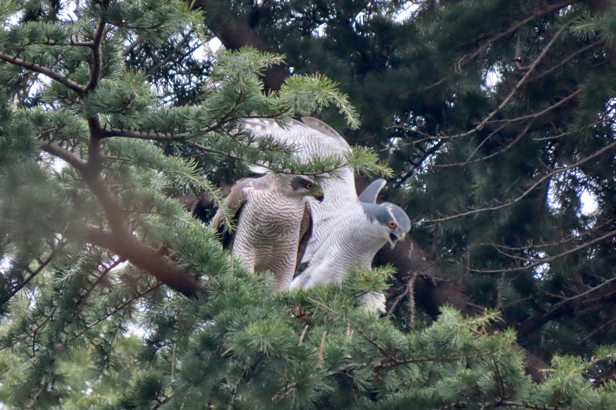 Photo of Eurasian Goshawk at Hikarigaoka Park by 中学生探鳥家