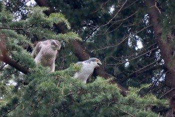 Eurasian Goshawk Hikarigaoka Park Sat, 3/23/2024