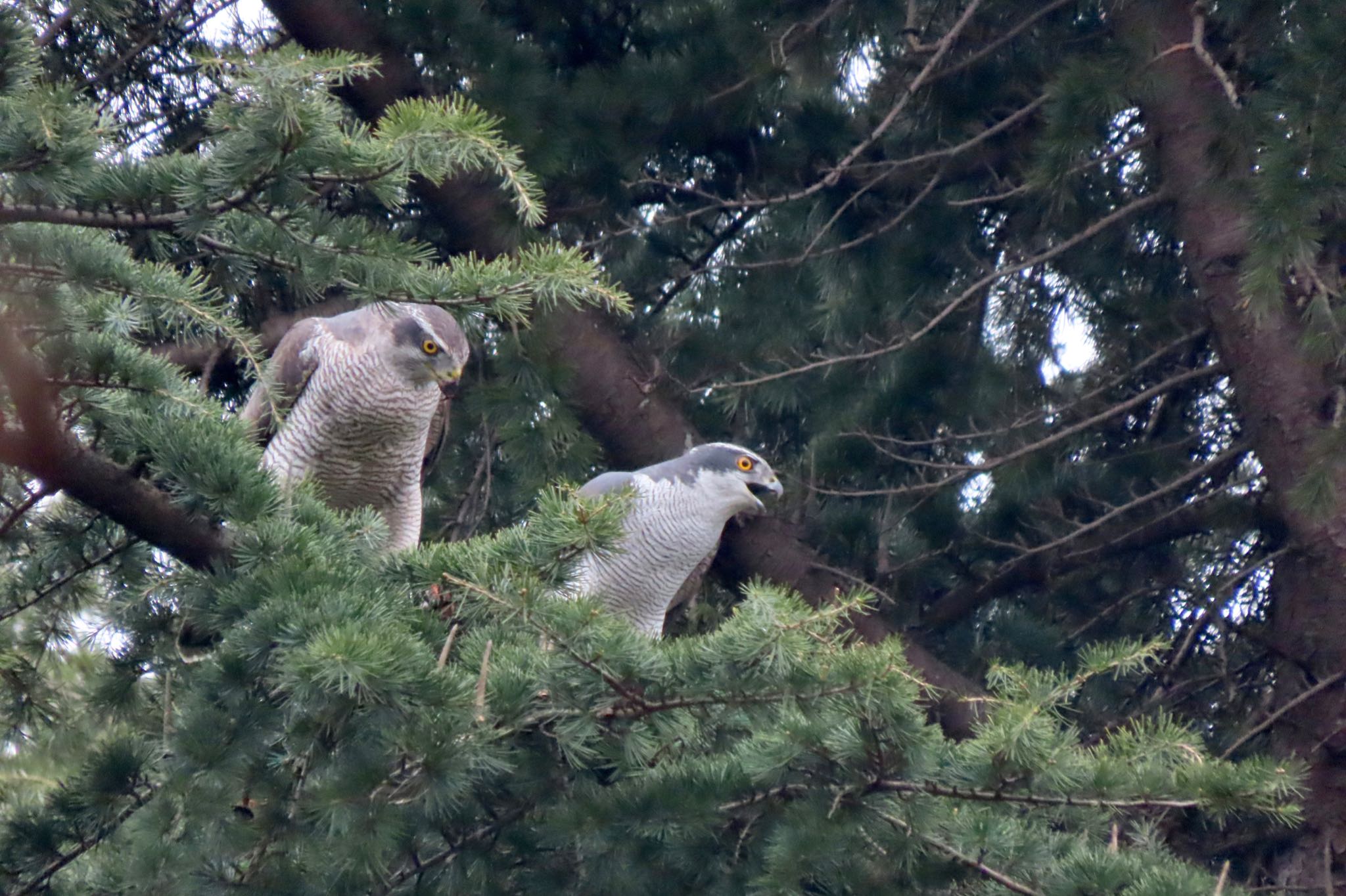 Photo of Eurasian Goshawk at Hikarigaoka Park by 中学生探鳥家