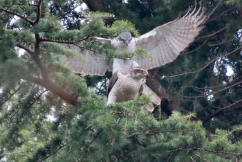 Eurasian Goshawk Hikarigaoka Park Sat, 3/23/2024