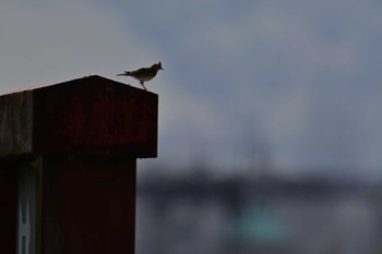 ヒバリ 平城宮跡 2024年4月14日(日)