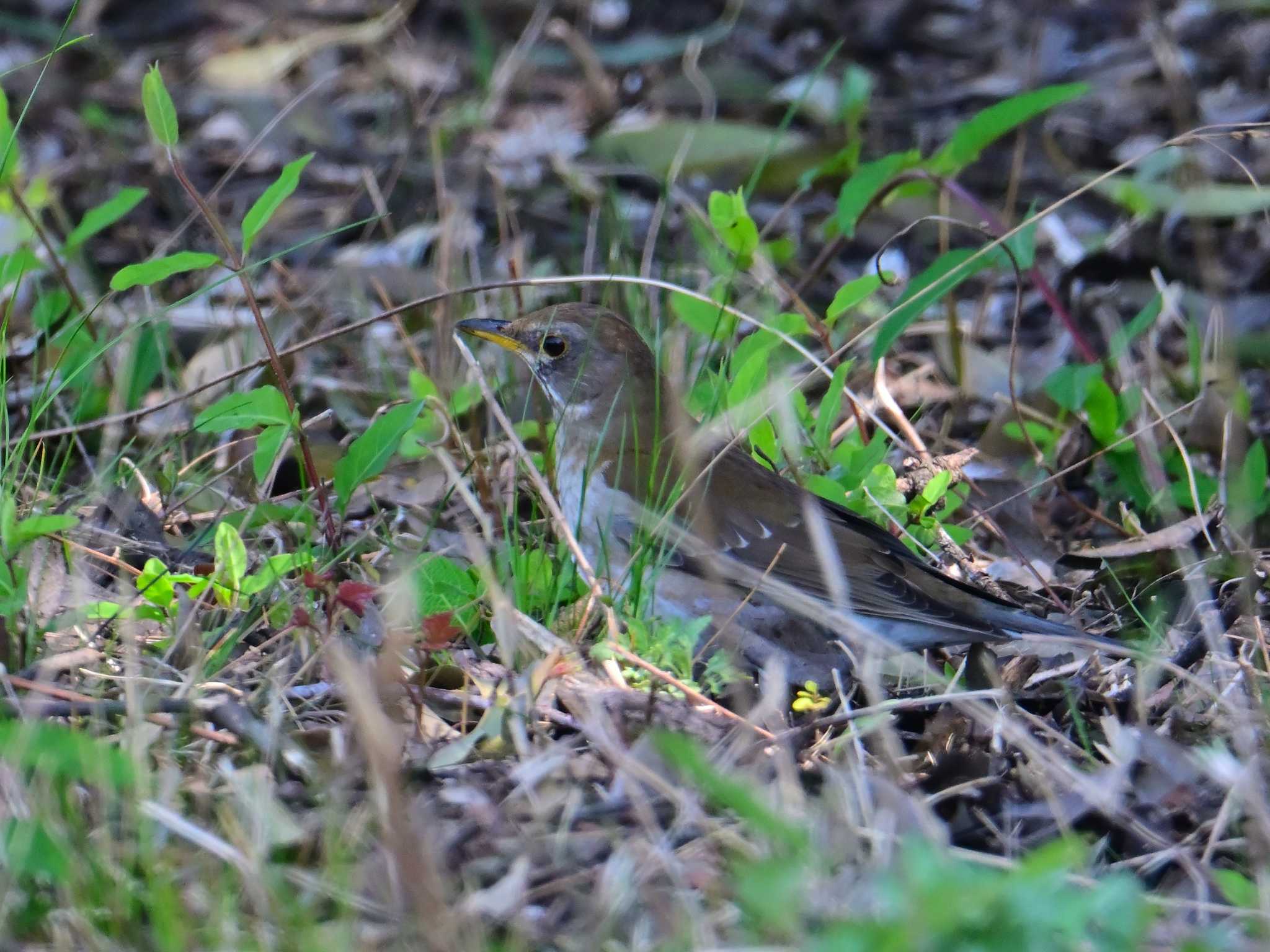 Pale Thrush