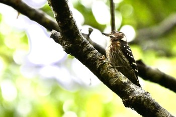 Japanese Pygmy Woodpecker(amamii) Unknown Spots Sun, 4/7/2024